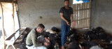 Kulp'ta sokak köpekleri ahıra girerek 70 hayvanı telef etti
