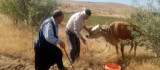 Kurban Bayramında kesilmemek için kaçan inek, 22 gün sonra ortaya çıktı