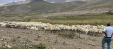 Malatya'da 25 bin TL'ye çoban bulunamıyor