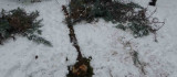 Malatya'da kar ağaçları yerinden söktü