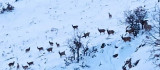 Malatya'da kar altında yiyecek arayan yaban keçileri görüntülendi