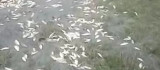 Malatya'da sel nedeniyle taşan göldeki balıklar karaya vurdu