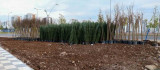 Mezopotamya Yeşil Kuşakta bin 800 ağaç ve 6 bin çalı dikilecek