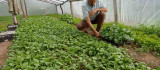 Muhtar, yetiştirdiği sebze fideleriyle tarımsal üretime katkı sunuyor