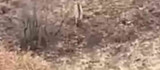 Nesli tükenme tehlikesi altındaki çizgili sırtlan  Elazığ'da görüntülendi