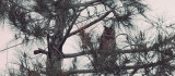 Nesli tükenmekte olan boynuzlu baykuş Diyarbakır'da görüldü