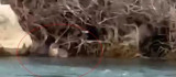 Pülümür Çayı'nda su samuru görüntülendi