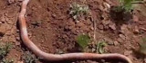 Su kuyusu kazısında 2 metrelik yılan çıktı