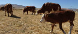 Sultansuyu'nda süt sığırcılığı üretimi arttırılıyor