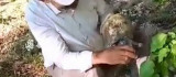 Susuzluktan bitkin düşen kaplumbağaya eliyle su içirdi