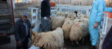 Tunceli'de 16 üreticiye 400 koyun dağıtıldı