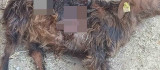 Tunceli'de aç kalan ayılar, hayvanlara zarar vermeye başladı