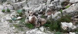 Tunceli'de anne ayı, yavrularını emzirirken görüntülendi