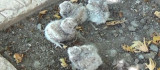 Tunceli'de annelerinin terk ettiği yavru baykuşlar koruma altına alındı