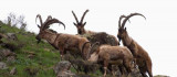 Tunceli'de boz ayı ailesi ve yaban keçileri görüntülendi