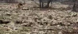 Tunceli'de boz ayı görüntülendi