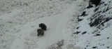 Tunceli'de boz ayıların kar keyfi