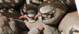 Tunceli'de doğaya 200 kınalı keklik salındı