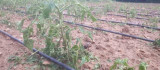 Tunceli'de dolu ekili alanlarda hasara yol açtı