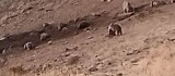 Tunceli'de sakatat için ziyaretgaha gelen 4 boz ayı görüntülendi