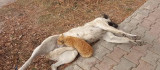 Tunceli'de sokak köpeği, kediyi emzirdi