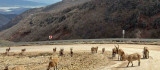 Tunceli'de tuz için kara yoluna inen yaban keçileri görüntülendi