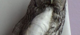 Tunceli'de yaralı alaca baykuşlar doğa korumaya emanet
