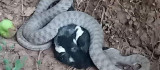 Türkiye'nin en zehir yılanı, kargayı yerken görüntülendi