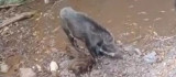 Yaban domuzları 20 metrelik şelaleden suya atladı