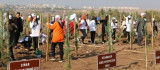 Yüzde 24'ü ormanlık olan Diyarbakır'a 4 bin yeni fidan